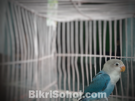 Lovebirds